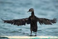 Socotra cormorant spreading its wings to dry at Busaiteen coast, Bahrain