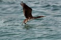 Socotra cormorant taking flight