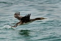 Socotra cormorant taking flight with splash of water Royalty Free Stock Photo