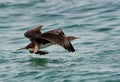 Socotra cormorant uplifting to fly