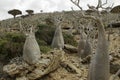 The Socotra Desert Rose or Bottle Tree (Adenium obesum socotranum)Dragon Blood Tree, Dracaena cinnabari, Socotra dragon tree, Thr