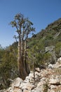 The Socotra Desert Rose or Bottle Tree Royalty Free Stock Photo