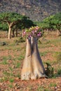 Socotra Island, bottle tree, Yemen Royalty Free Stock Photo