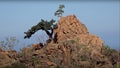 Socotra, Yemen Arab paradise island Tree grow on rocks