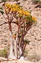 Socotra, Yemen, Bottle trees with the Dragon Blood Trees forest in Homhil Plateau on the background Royalty Free Stock Photo