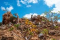 Socotra, Yemen, Bottle trees overview in the Dragon Blood trees forest, Homhil Plateau Royalty Free Stock Photo