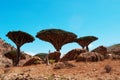 Socotra, Yemen, overview of the Dragon Blood Trees forest in Homhil Plateau Royalty Free Stock Photo