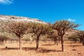 Socotra, Yemen, overview of the Dragon Blood Trees forest in Homhil Plateau Royalty Free Stock Photo