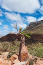 Socotra, Yemen, overview of the Dragon Blood Trees forest in Homhil Plateau Royalty Free Stock Photo