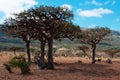 Socotra, Yemen, overview of the Dragon Blood Trees forest in Homhil Plateau Royalty Free Stock Photo