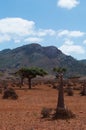 Socotra, Yemen, overview of the Dragon Blood Trees forest in Homhil Plateau Royalty Free Stock Photo