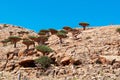 Socotra, Yemen, overview of the Dragon Blood Trees forest in Homhil Plateau Royalty Free Stock Photo