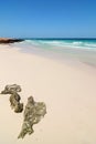 Socotra, Yemen. Sand beach Royalty Free Stock Photo