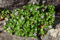 Socotran Violet endemic of Socotra Island