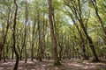 Soderasen national park in Azerbaijan Ismayilli .beautiful green forest in spring . Green thin trees in forest . One old moss