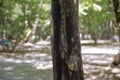 Soderasen national park in Azerbaijan Ismayilli .beautiful green forest in spring . Green thin trees in forest . One old moss