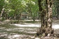 Soderasen national park in Azerbaijan Ismayilli .beautiful green forest in spring . Green thin trees in forest . One old moss