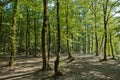 Soderasen national park in Azerbaijan Ismayilli .beautiful green forest in spring . Green thin trees in forest. One old moss