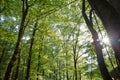 Soderasen national park in Azerbaijan Ismayilli .beautiful green forest in spring . Green thin trees in forest. One old moss