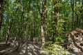 Soderasen national park in Azerbaijan Ismayilli .beautiful green forest in spring . Green thin trees in forest. One old moss