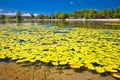 Soderica lake green landscape and water lilys view Royalty Free Stock Photo