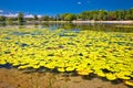 Soderica lake green landscape and water lilys view