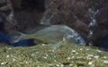 Sodier croaker fish in aquarium. Wildlife animal Royalty Free Stock Photo