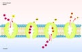 Sodium potassium pump, cellular transport