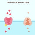 Sodium Potassium Pump Royalty Free Stock Photo