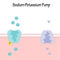 Sodium Potassium Pump Royalty Free Stock Photo