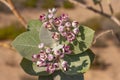 Sodom Apple Flowers