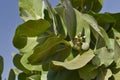 Sodom apple tree Calotropis procera Royalty Free Stock Photo