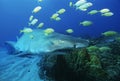 Sodwana Bay Indian Ocean South Africa Sand tiger shark (carcharias taurus) and golden trevally (gnathanodon speciosus) Royalty Free Stock Photo