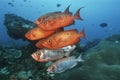 Sodwana Bay Indian Ocean South Africa school of cresent-tail bigeyes (Priacanthus hamrur) near coral reef Royalty Free Stock Photo