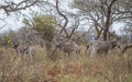 Zebra / Sodwana Bay National Park