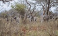 Zebra/ Sodwana Bay National Park