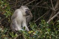 Vervet monkeyes / Sodwana Bay National Park/ South Africa