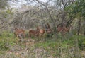 Impla/ Sodwana Bay National Park