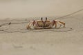 Sodwana Crab