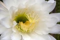 close-up of large white flower of a soehrensia spachiana or white torch cactus Royalty Free Stock Photo