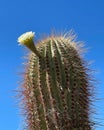 Soehrensia spachiana flower. in the Atacama Desert. Royalty Free Stock Photo