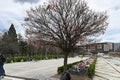 SOFIA, BULGARIA - April 15, 2023: National Palace of Culture. The big tree has lots of colorful lights on it.