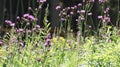 Sofia, Bulgaria: mountain wildflower on the Vitosha.