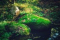 Sofiyivka public park, lake, stones overgrown with green moss, close-up.  beautiful screensaver for your phone. Royalty Free Stock Photo