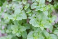 Sofr focus of Peppermint, Kitchmint or Marsh mint Royalty Free Stock Photo