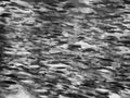 Soft Abstract Full Frame of Fish School in Black and White