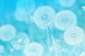 Soft abstract light blue background, abstract dandelion Royalty Free Stock Photo