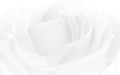 Soft of Abstract white and gray gradient background, closeup and soft view of rose petals, white gradient background, abstract mod