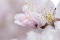 Soft airy japanese sakura in bloom on pink background. Gentle floral romantic elegant artistic image