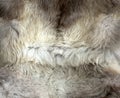 Soft animal fur natural colors background texture grey white wool colors, soft hair modern retro design Royalty Free Stock Photo